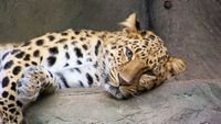 pic for Cute Leopard 
